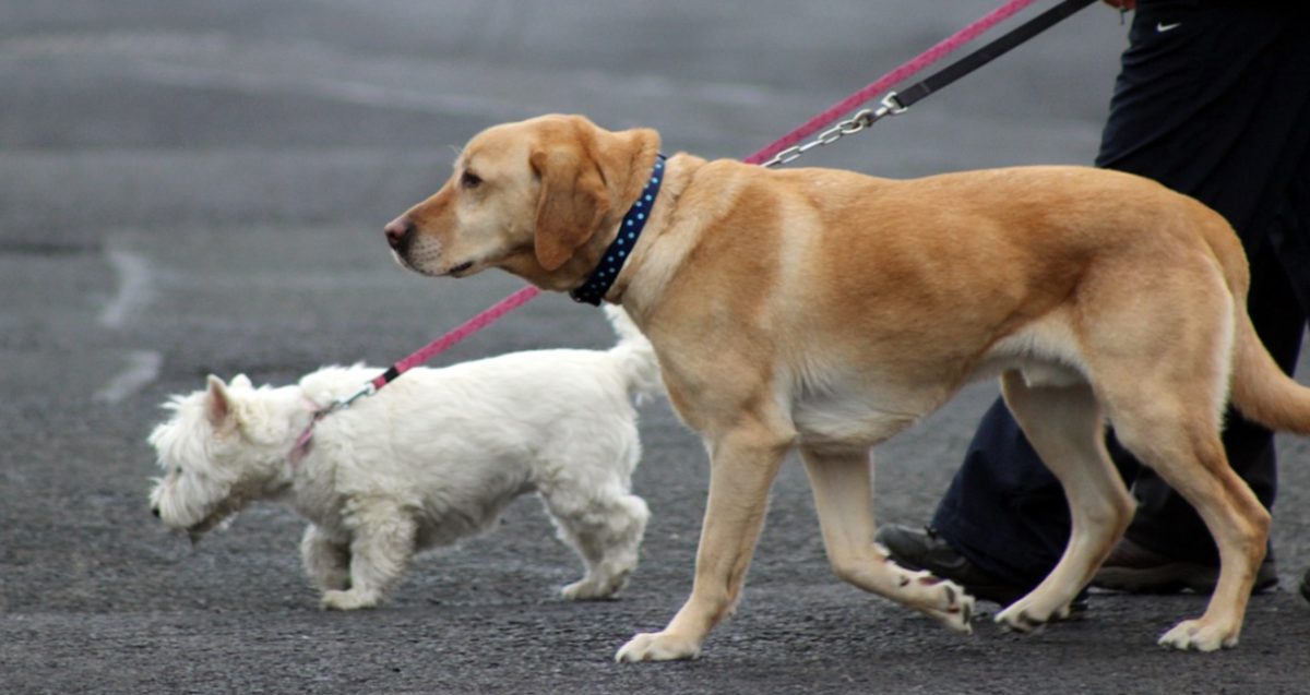 Walking two dogs at once can be a challenge at times, especially if the dogs are reactive 