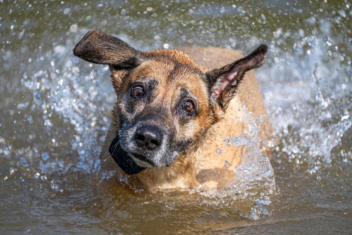 How to Get Water Out of My Dog'S Ear  