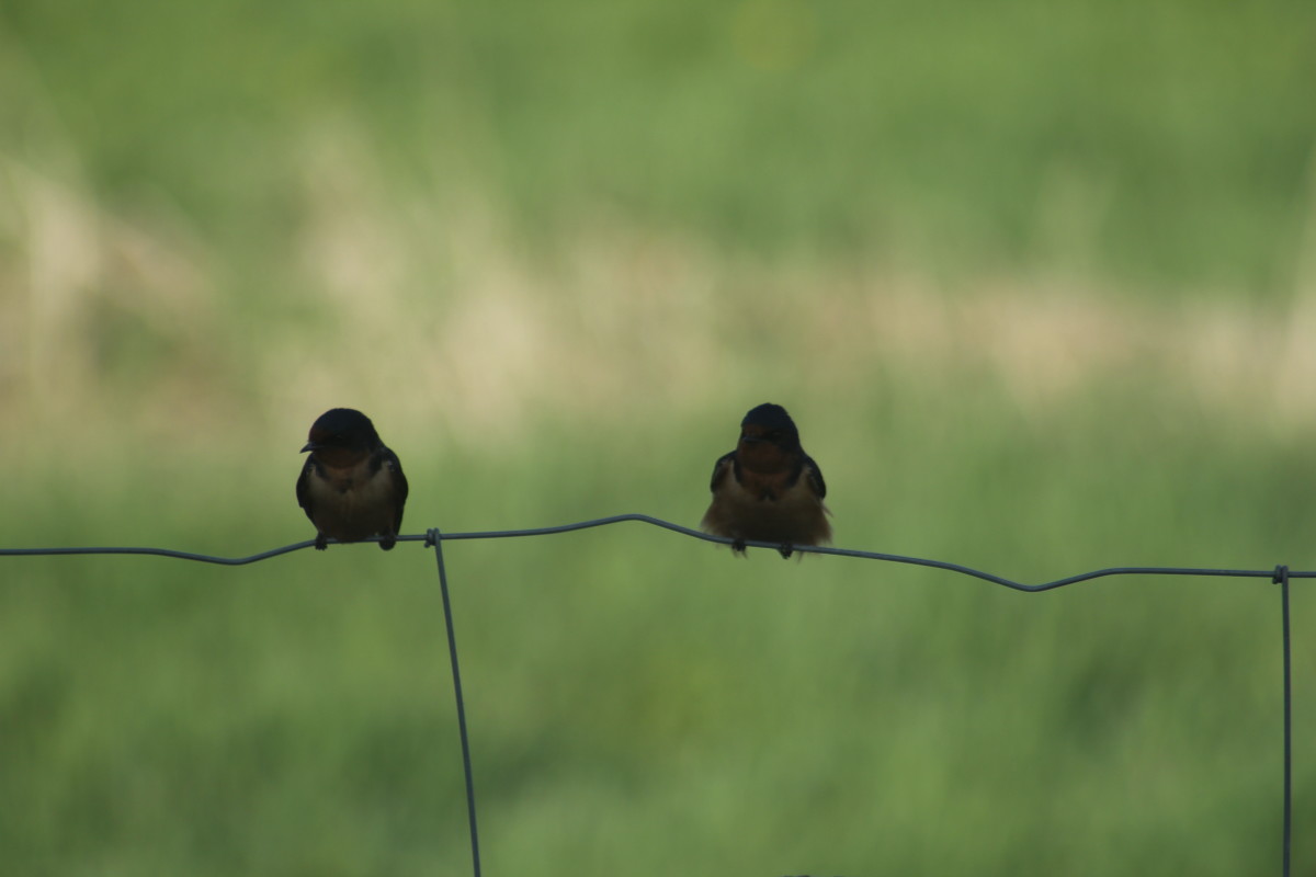 Barn swallows on the fence