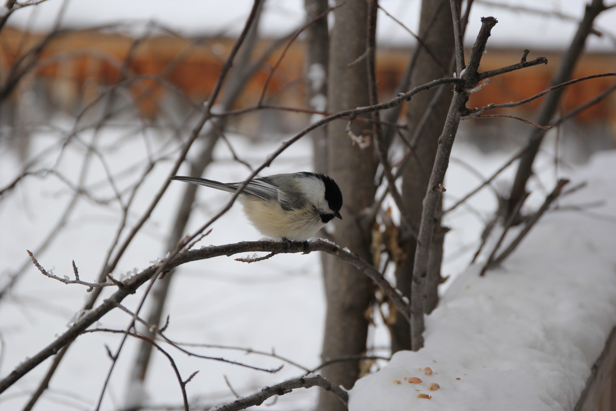 A Black-capped Chickadee in winter