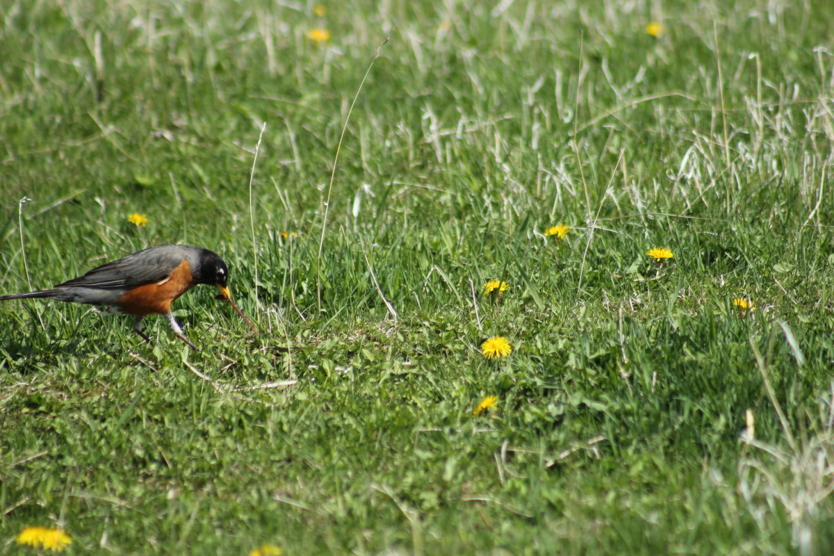 American Robin catching a worm
