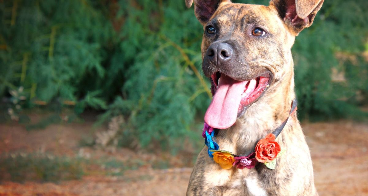 Mixed Breed Dogs vs. Purebreds: 5 Reasons to Adopt an All-American Dog
