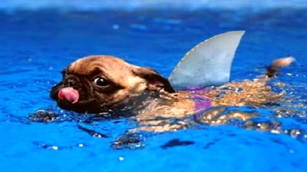 Some Dogs Are Incredible Swimmers HubPages