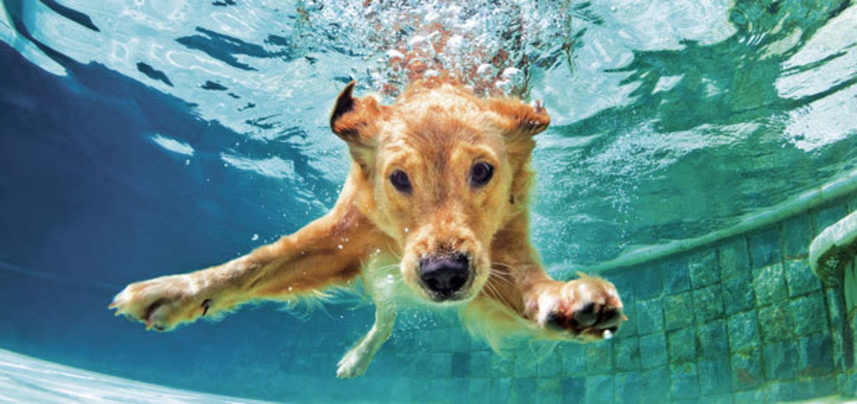 Some Dogs Are Incredible Swimmers
