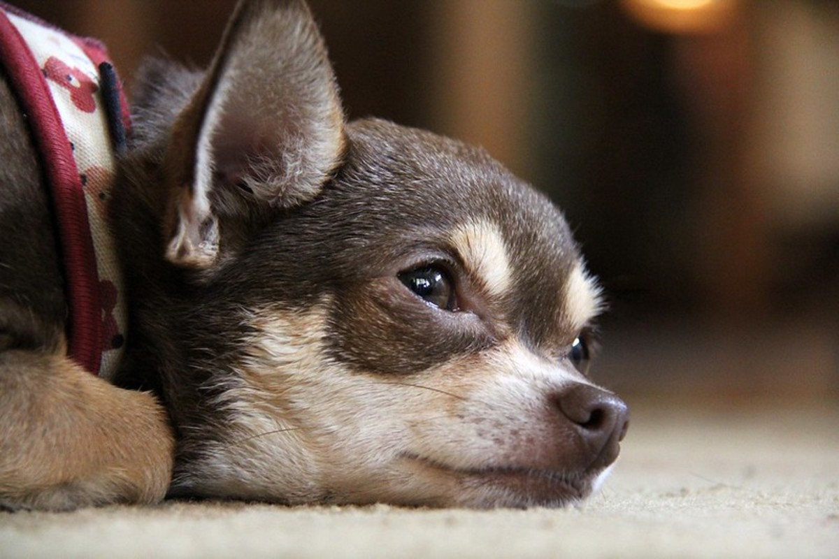 Chihuahua behavior store after being spayed