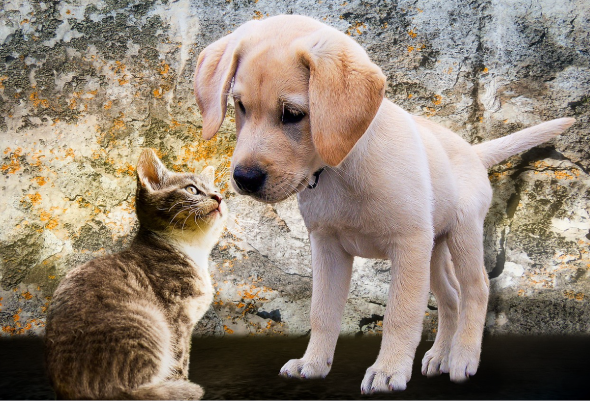 How to Stop a Puppy From Bothering the Cat
