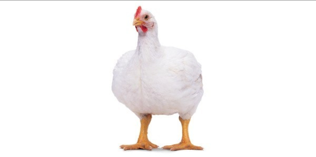 Broiler Chicken Farming