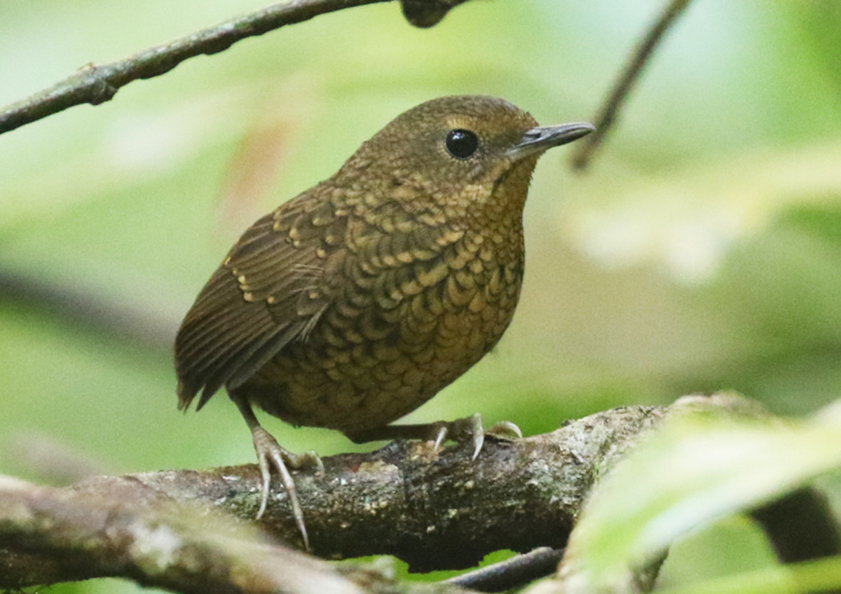 Birdwatching in Thailand - HubPages