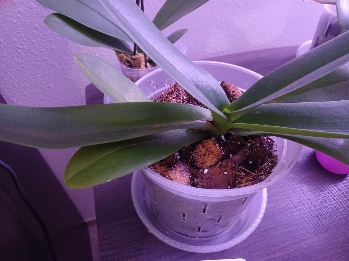 A Quick Guide to Repotting a Phalaenopsis Orchid