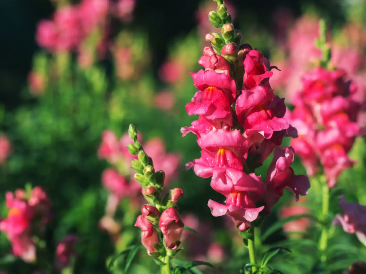 How to Grow and Care for Snapdragon Flower