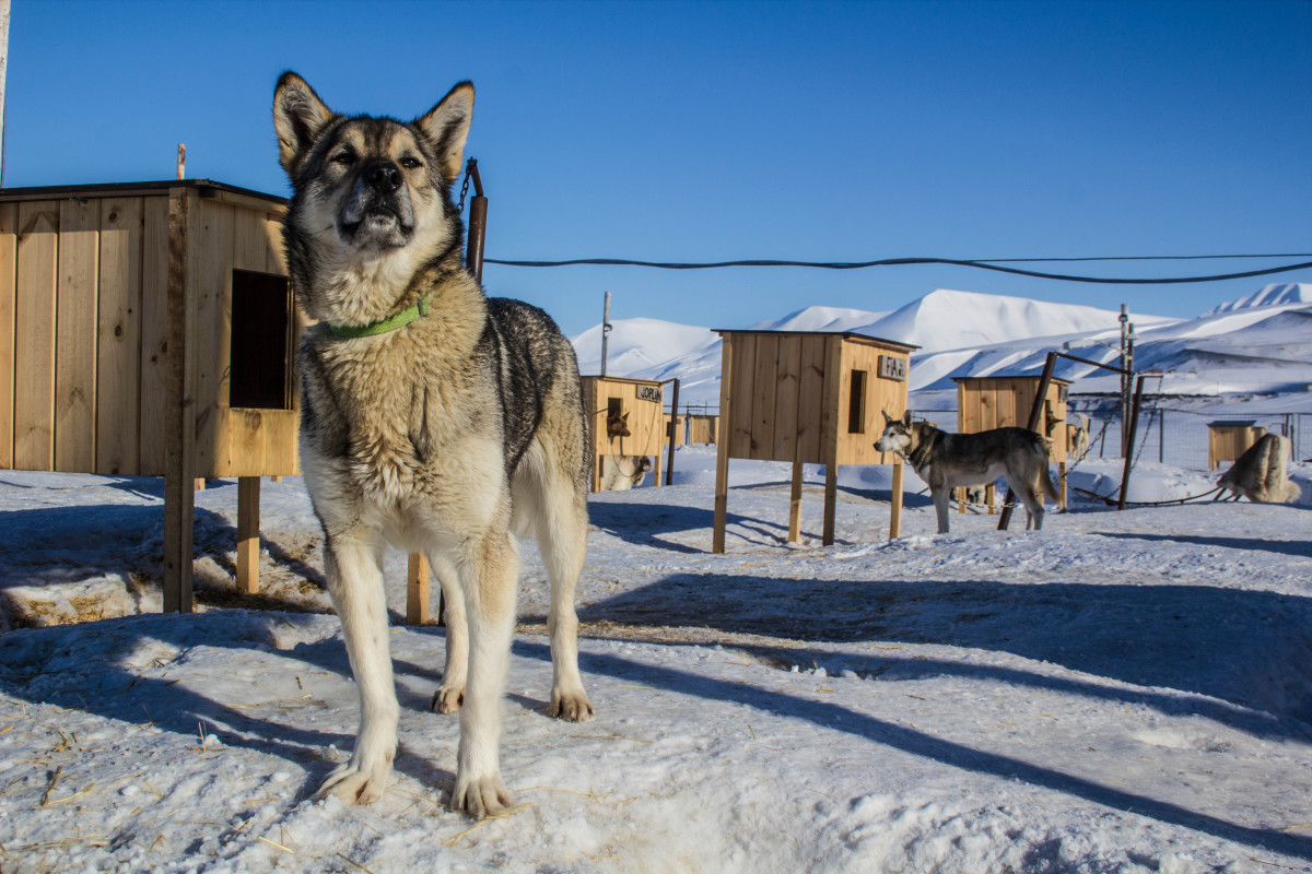 Unique husky cafe in the arctic circle is a total must visit