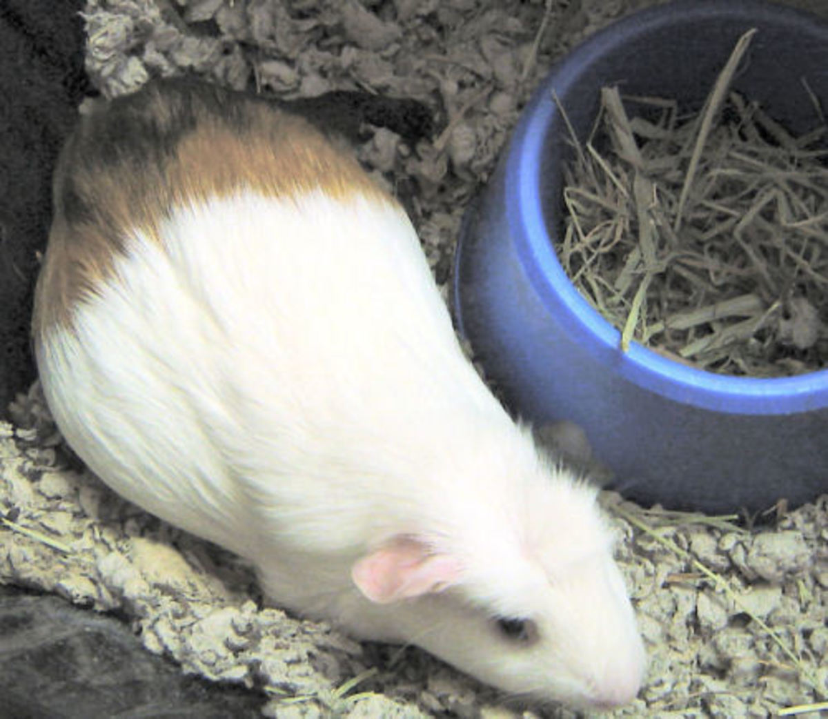 How to Pamper Your Pregnant Guinea Pig and Prepare for Birth