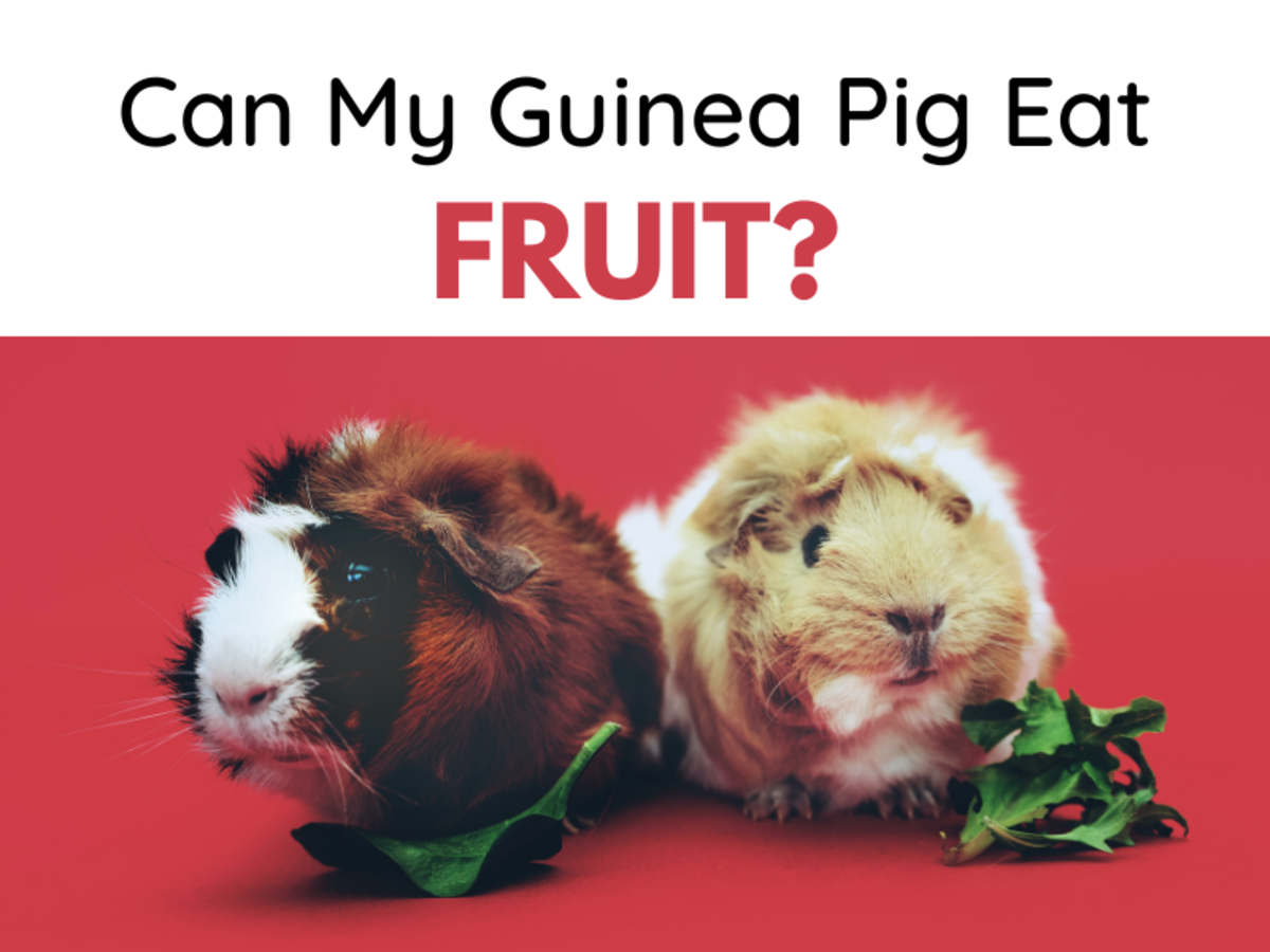 Can Guinea Pigs Eat Tomatoes, Strawberries, and Other Fruit?