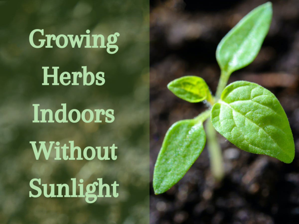 Growing herbs indoors without sunlight