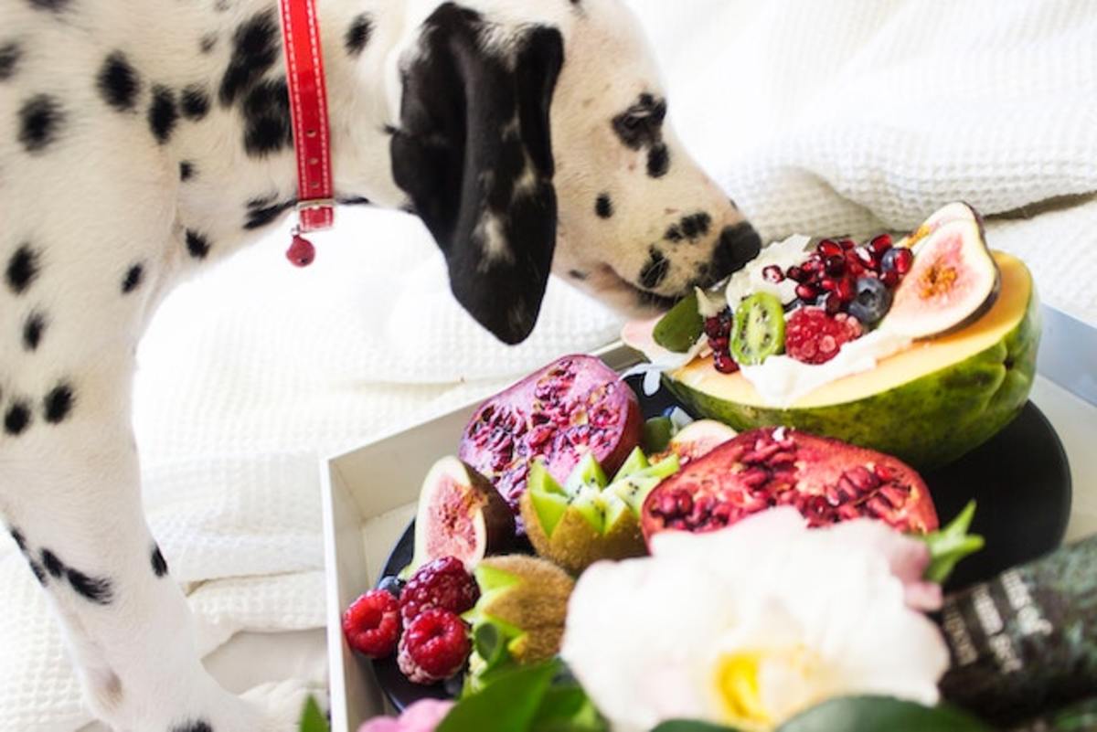7 Suspicious Ingredients Found In Your Dog s Food That You Should Avoid 7-suspicious-ingredients-found-in-your-dog-s-food-that-you-should-avoid