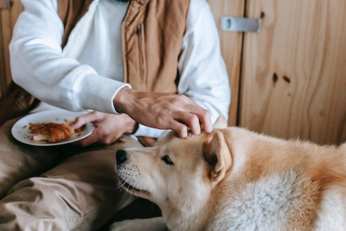 7 Suspicious Ingredients Found In Your Dog s Food That You Should Avoid 7-suspicious-ingredients-found-in-your-dog-s-food-that-you-should-avoid