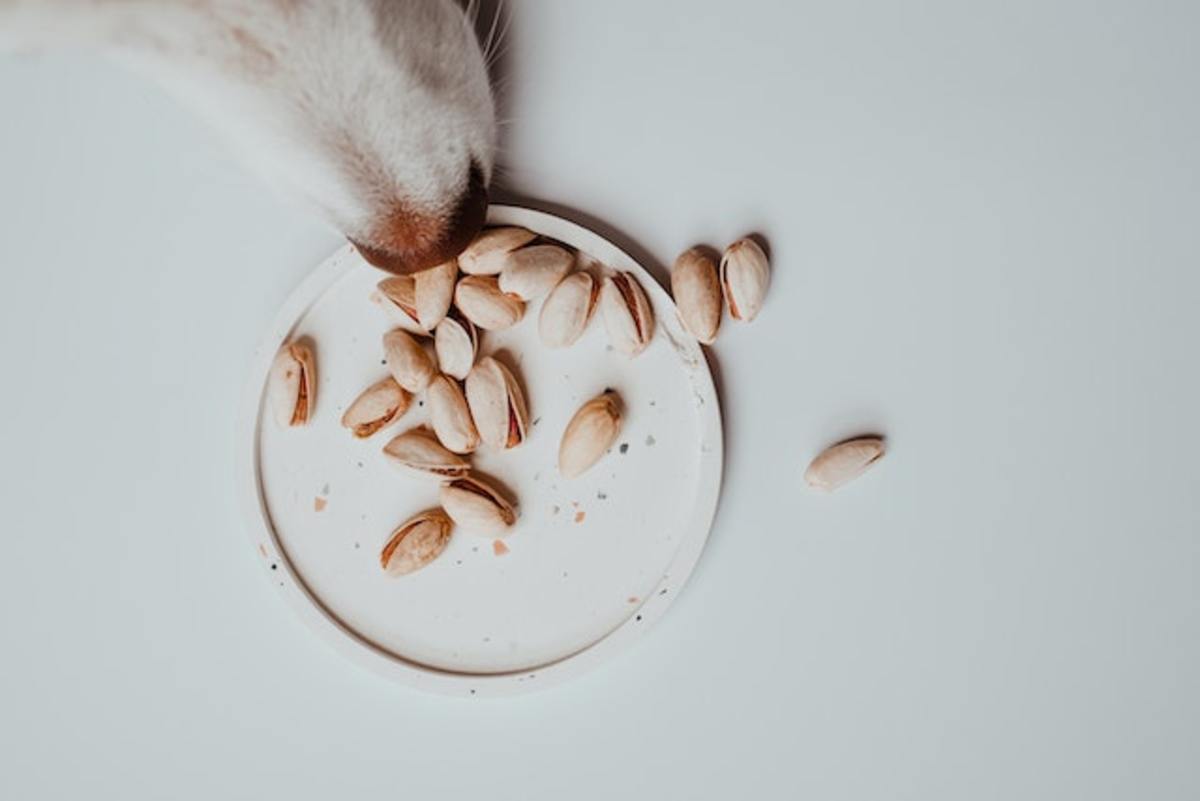 7 Suspicious Ingredients Found In Your Dog s Food That You Should Avoid 7-suspicious-ingredients-found-in-your-dog-s-food-that-you-should-avoid