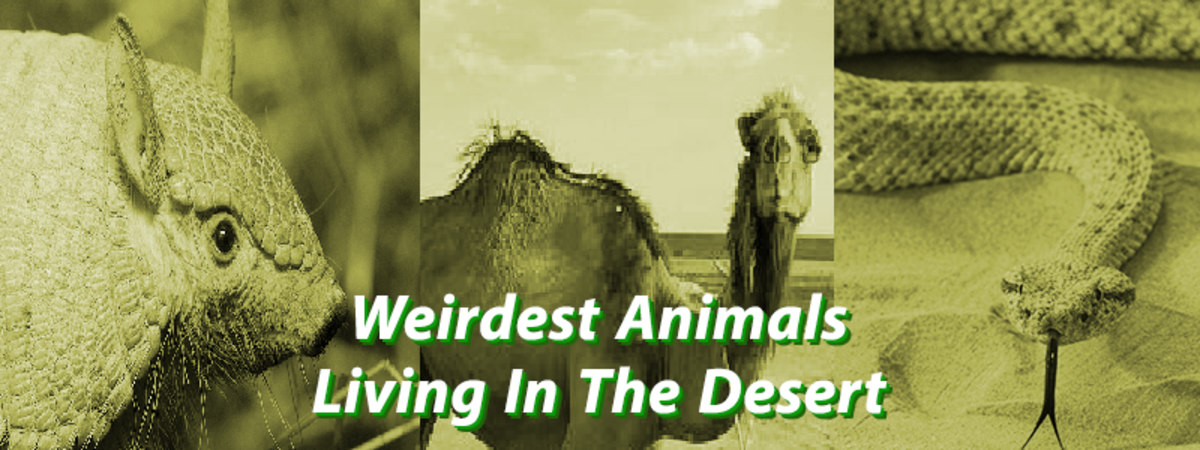 Top 10 Weirdest Animals Living in the Desert