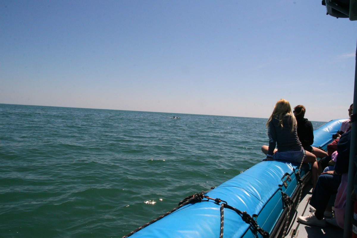 The small craft used by Blue Wave Adventures allows visitors to get close to the dolphins.