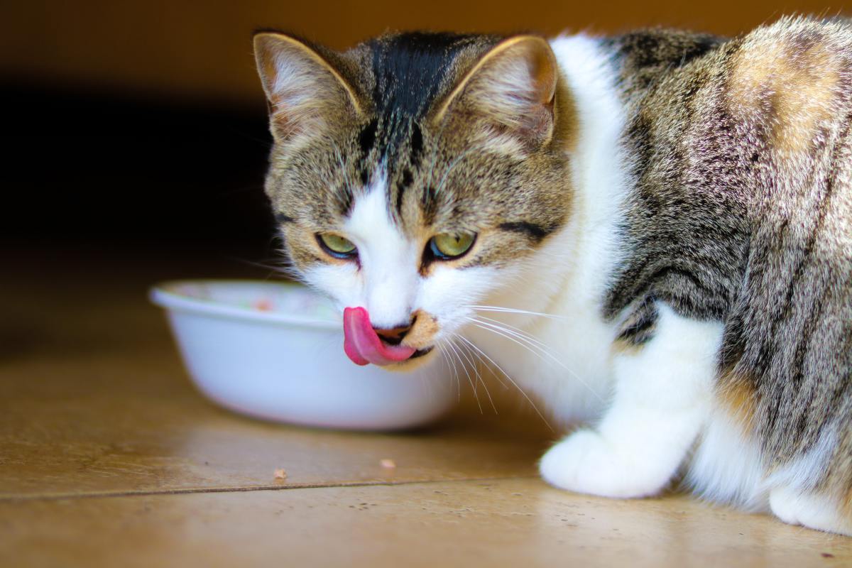 8 Easy Steps to Get Your Cat to Eat Wet Food HubPages