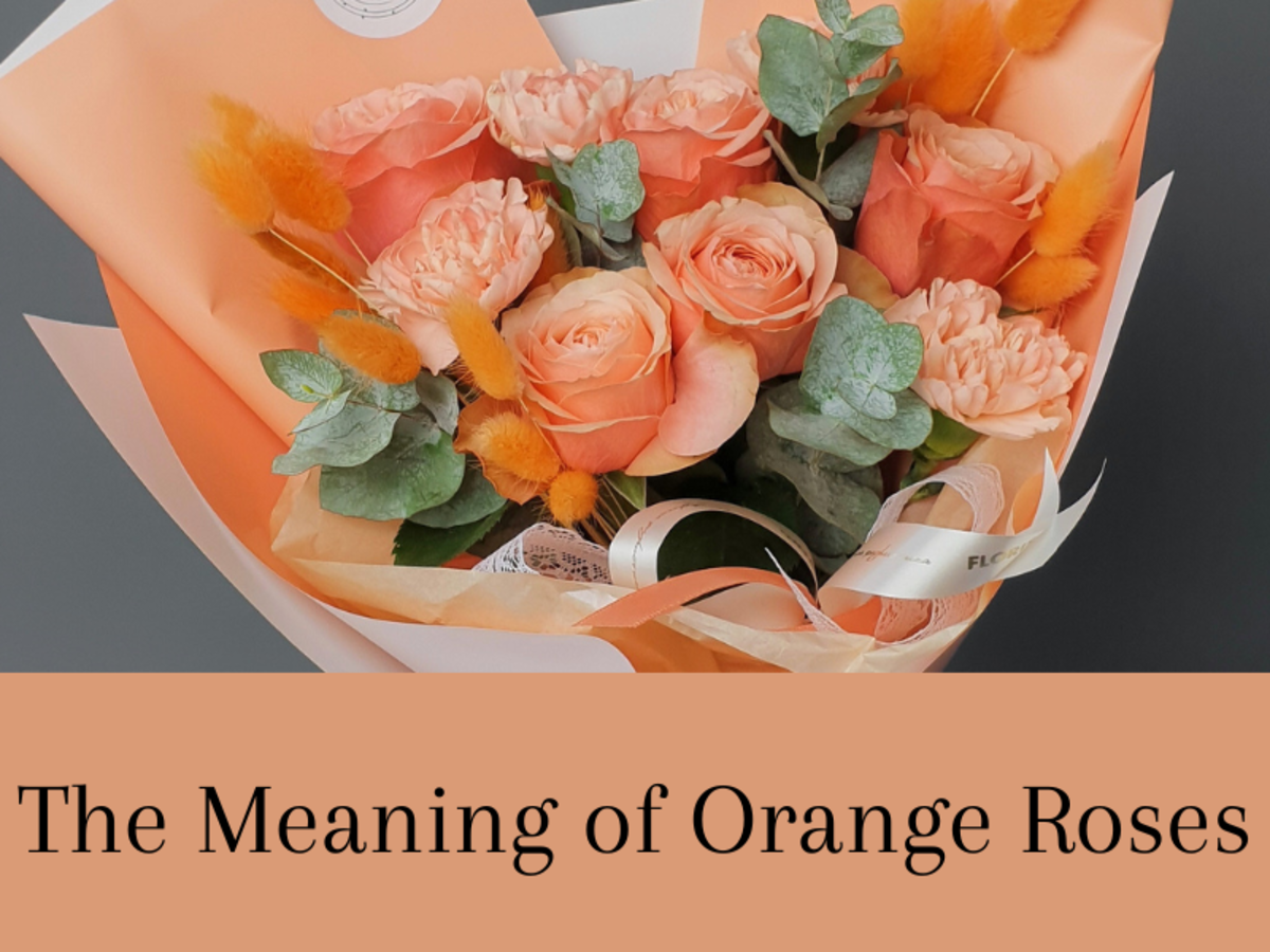 Orange Rose Meaning In Friendship Love And Dreams LetterPile