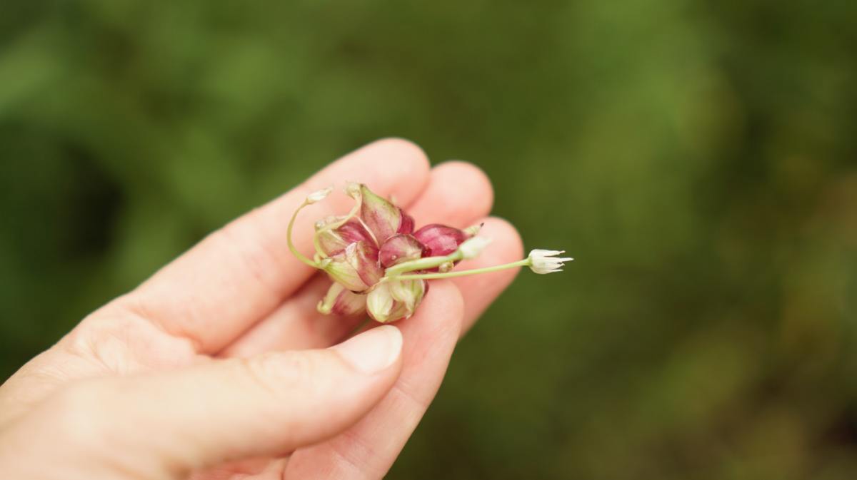 Medicinal Benefits of Allicin in Garlic Herb for the Bloodstream HubPages