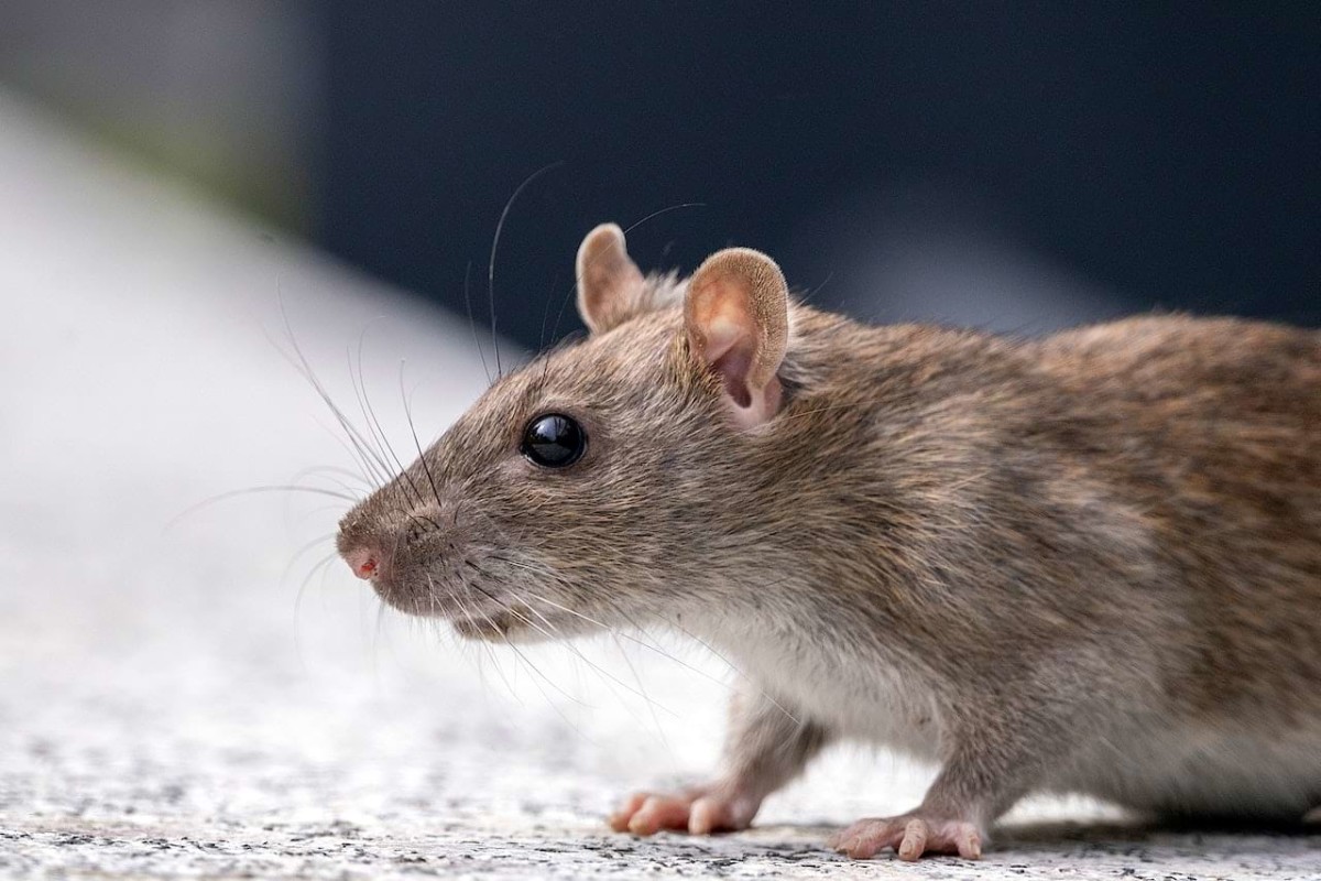 how-to-humanely-get-rid-of-rats-in-your-house