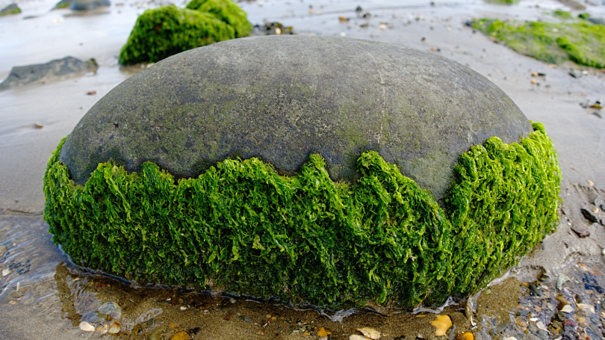Algae is a fast-growing type of biomass energy source.