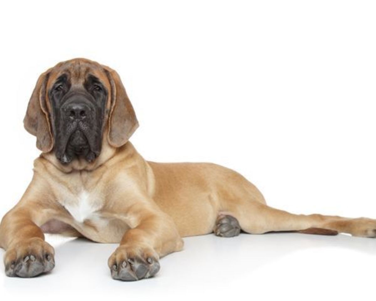 5 Best Dog Breeds That Fit into a Relaxed Lifestyle