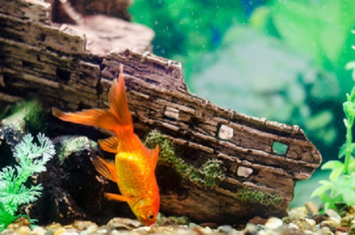 Goldfish will forage at the bottom of the tank searching for pieces of those tasty snacks.