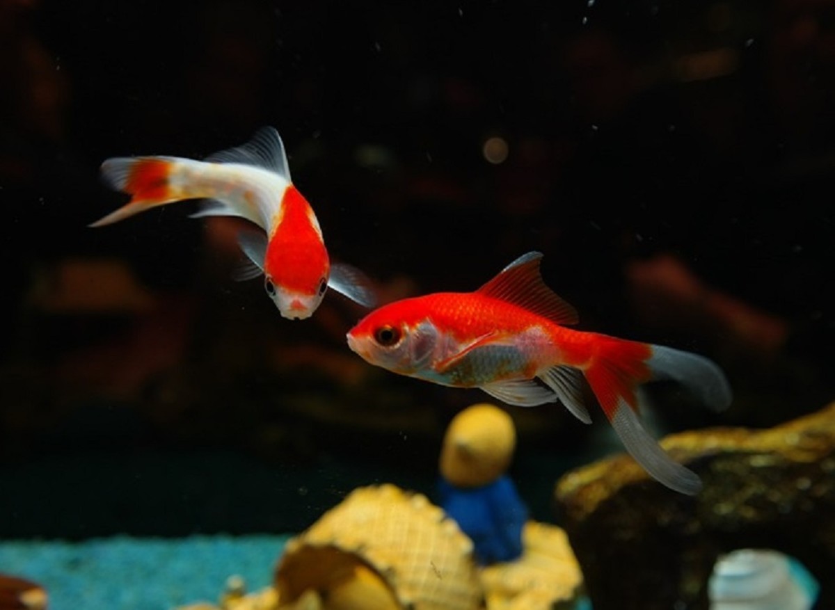 There are many species of goldfish, some will grow up to 12 inches in length.