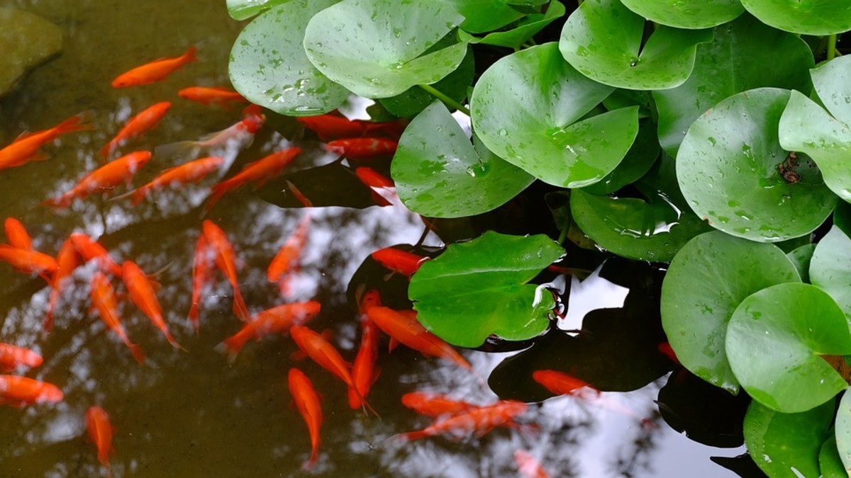 Goldfish are a popular choice of fish for ponds!