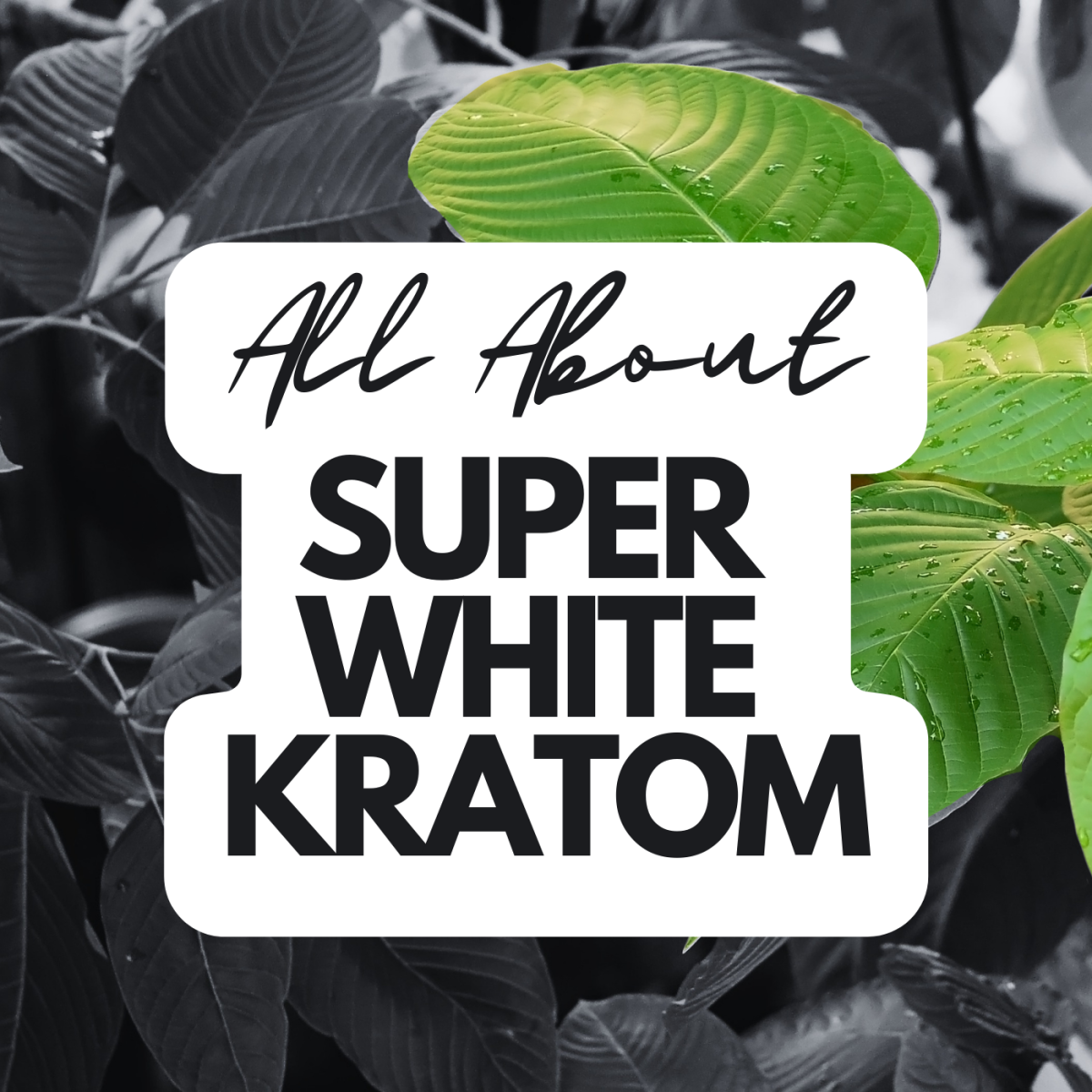 All You Need to Know About Super White Kratom
