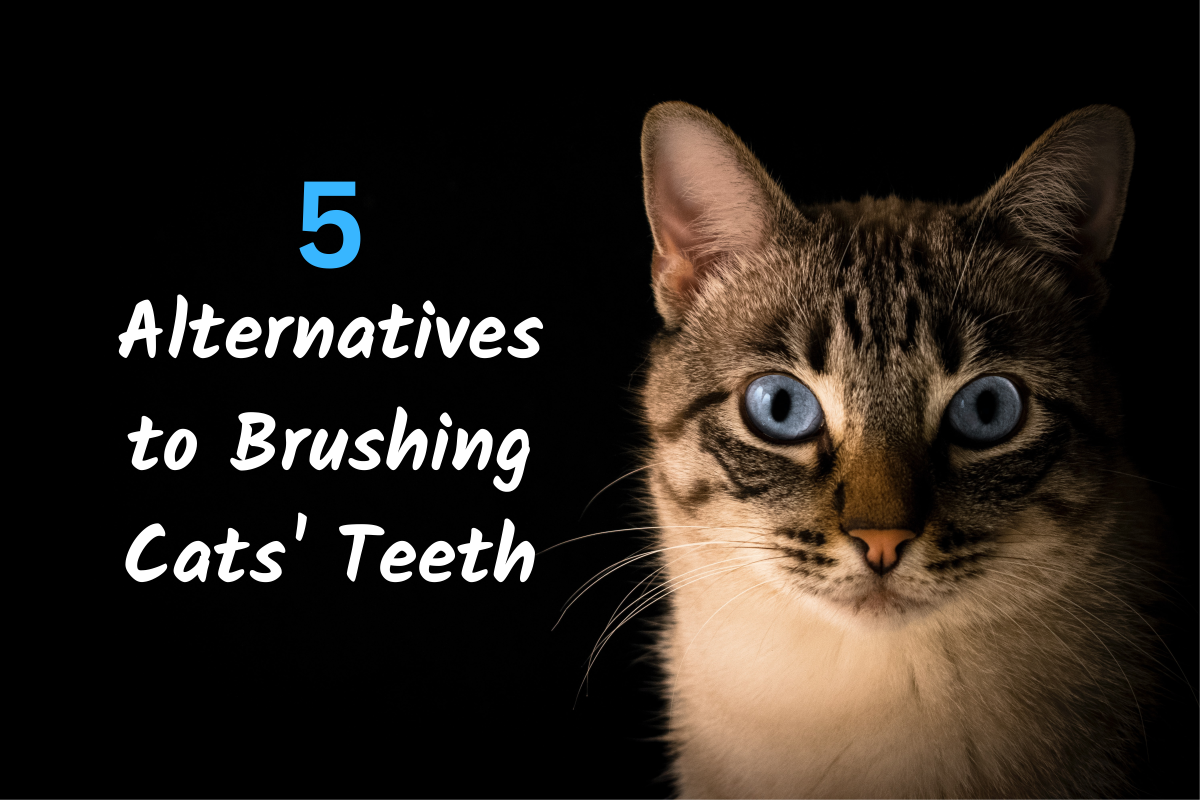 5 Great Alternatives to Brushing Cats' Teeth PetHelpful