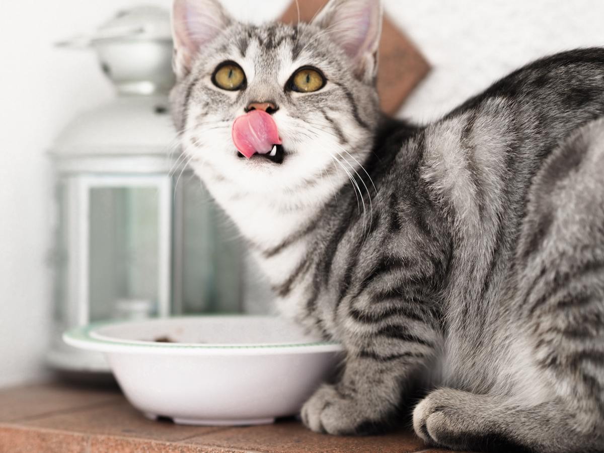 5 Great Alternatives to Brushing Cats' Teeth PetHelpful