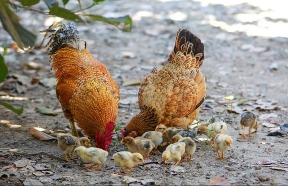 Local Chicken Farming