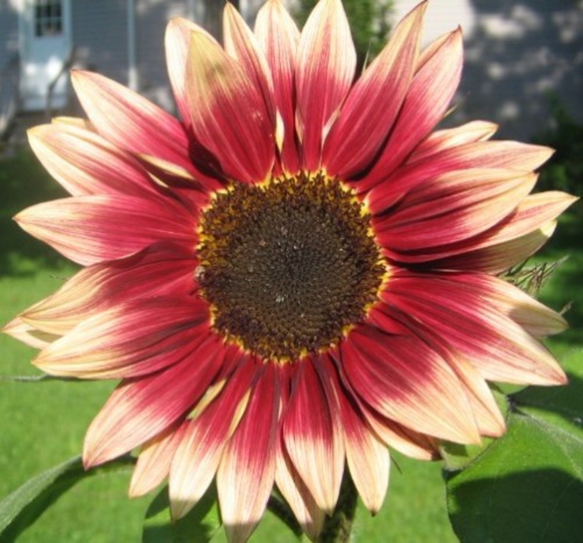 Facts About Sunflowers History, Description, Types, and Uses Owlcation