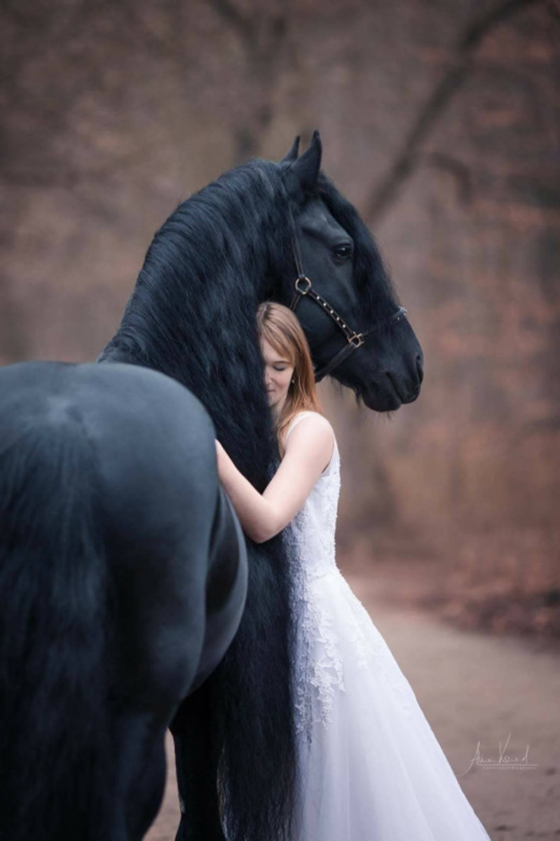 A Simple Tale of Love, a Beautiful Girl, and Horses