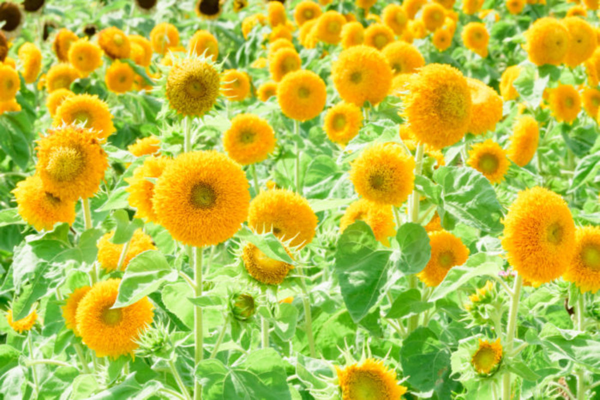 Facts About Sunflowers History, Description, Types, and Uses Owlcation