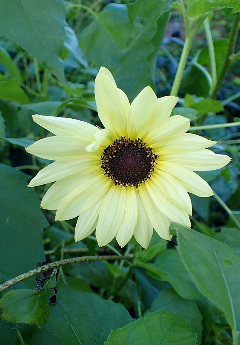 Facts About Sunflowers History, Description, Types, and Uses Owlcation