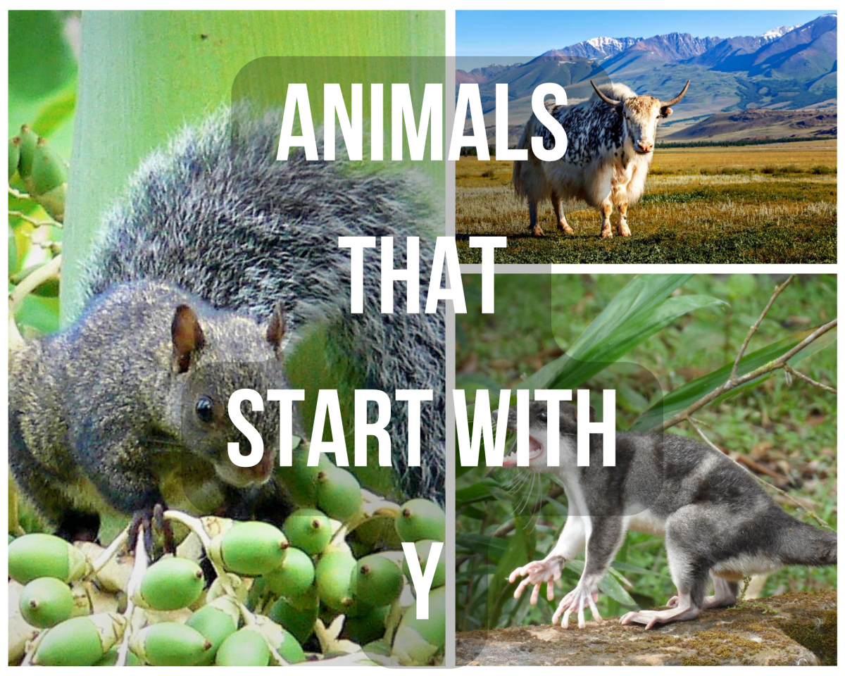 12 Animals That Start With 