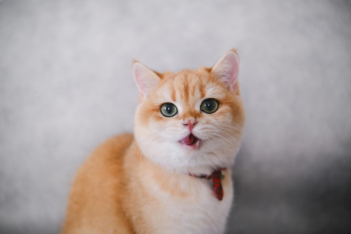 The Top Causes and Home Remedies for a Swollen Cat Lip