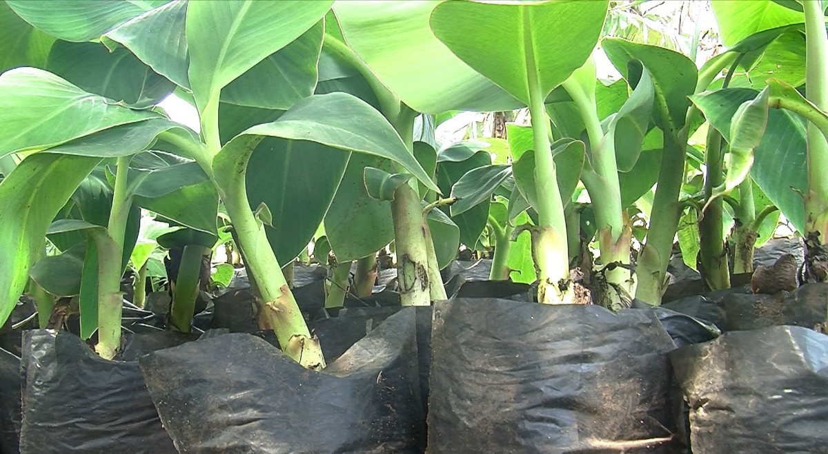 Banana Suckers Ready For Planting