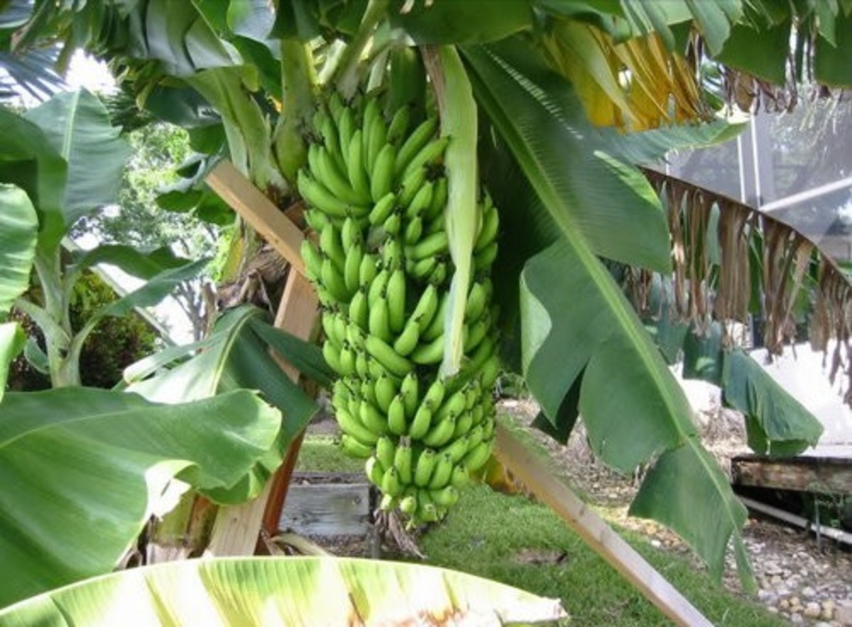 Banana FHIA Hybrid Variety