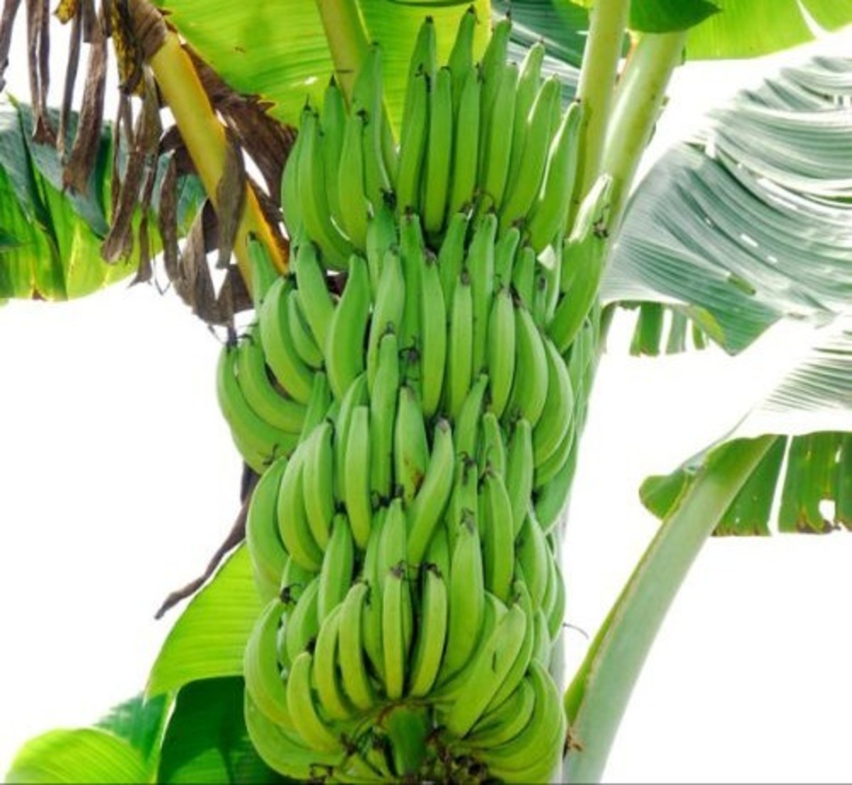 Banana Williams Hybrid Variety