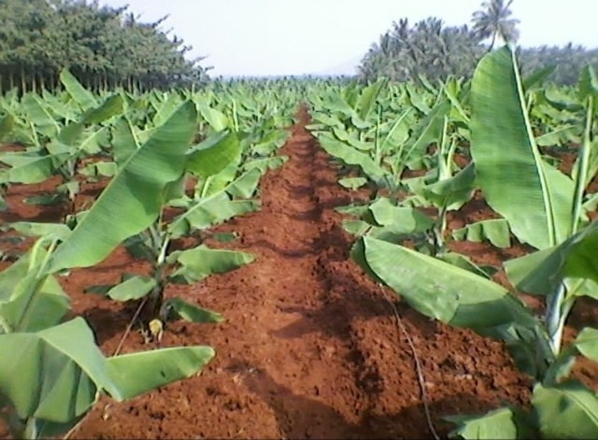 Banana Farming  and Management Tips