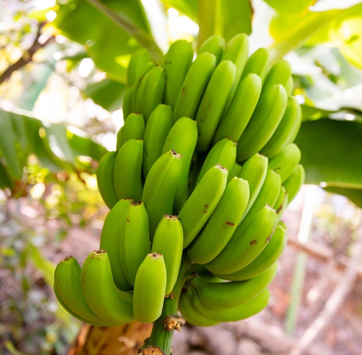 Banana Grand Nain Variety