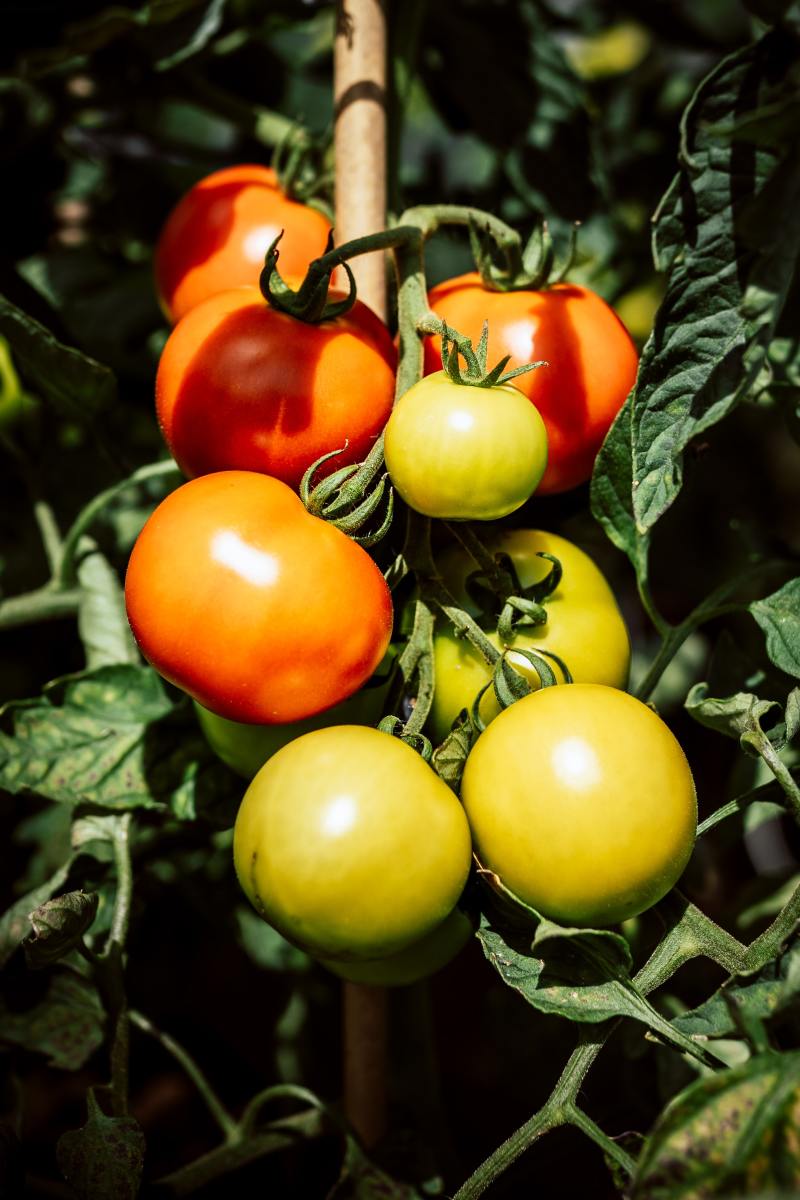 Tomatoes come in many varieties and have different levels of ripeness