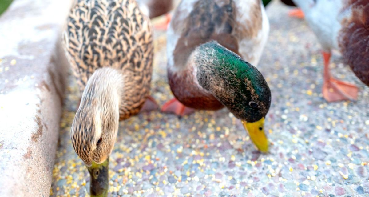 Do Ducks Eat Dirt? HubPages