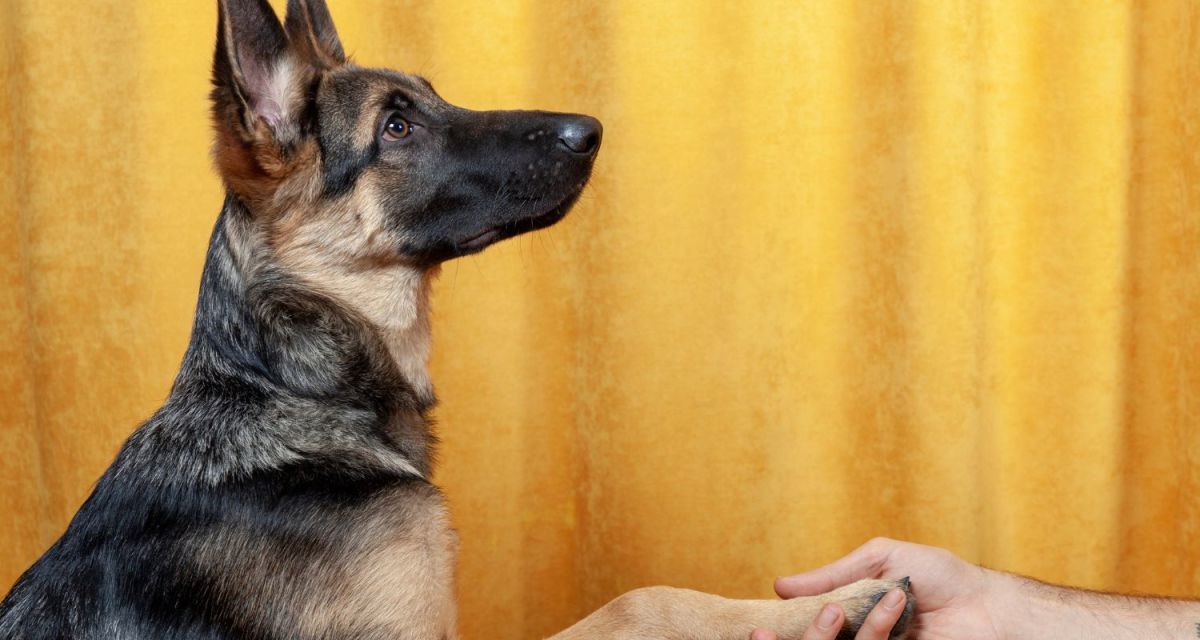 Why Do German Shepherds Paw at You?